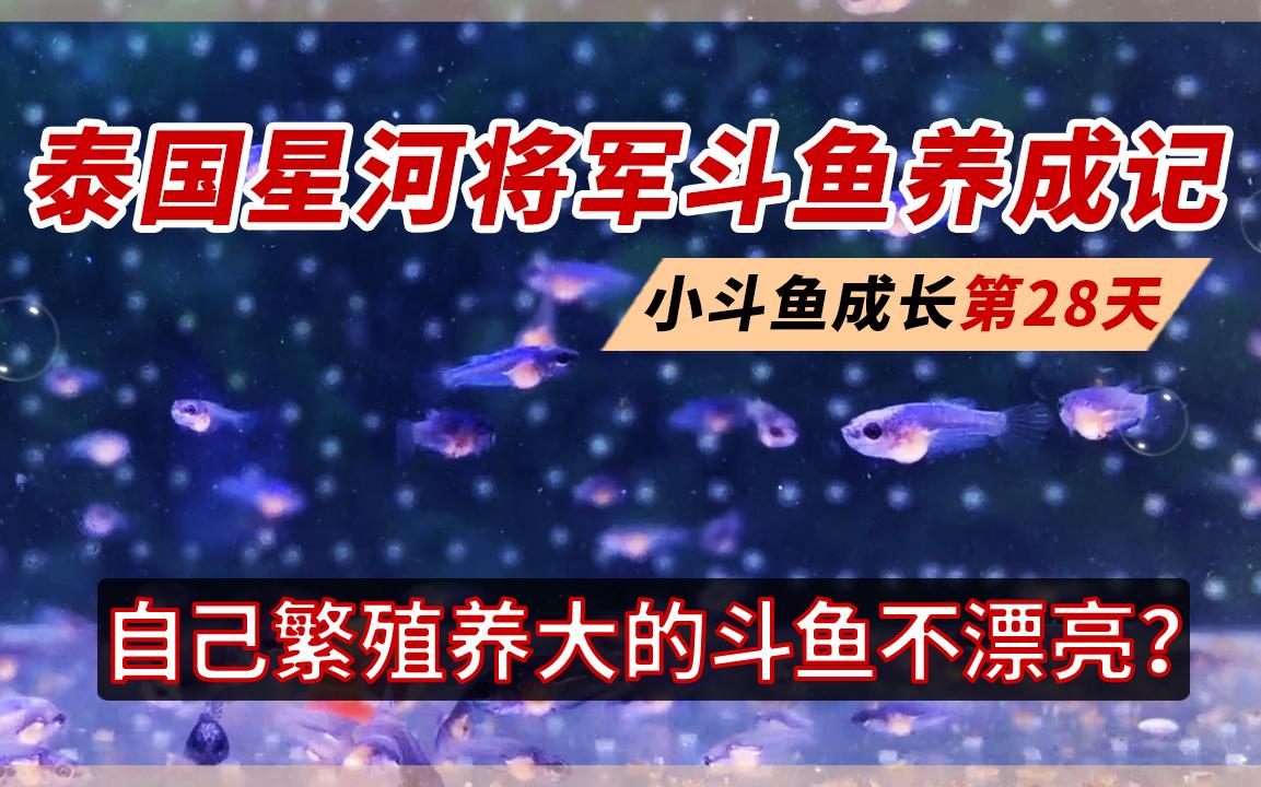 为什么繁殖的斗鱼长得不漂亮?泰国斗鱼繁殖成长全记录,带苗第28天哔哩哔哩bilibili