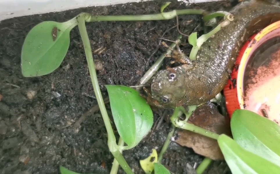 多瑙河冠欧螈喂食