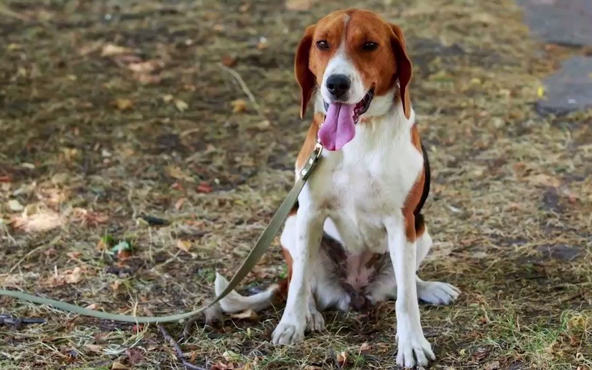 【美國獵狐犬】關於美國獵狐犬那些你需要知道的事!