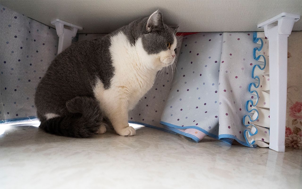 猫咪躲起来踩奶,只有这时候不凶主人