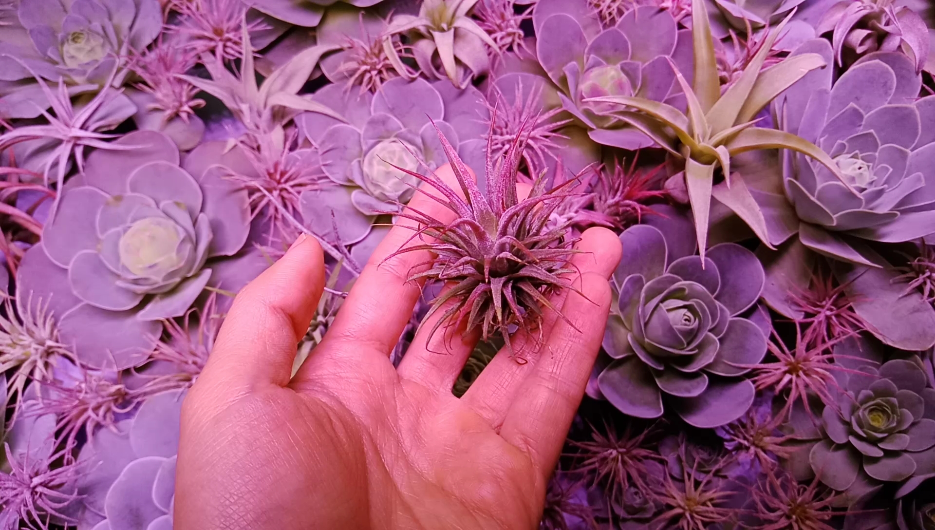 空气凤梨品种推荐!这些品种没点耐心不要养!