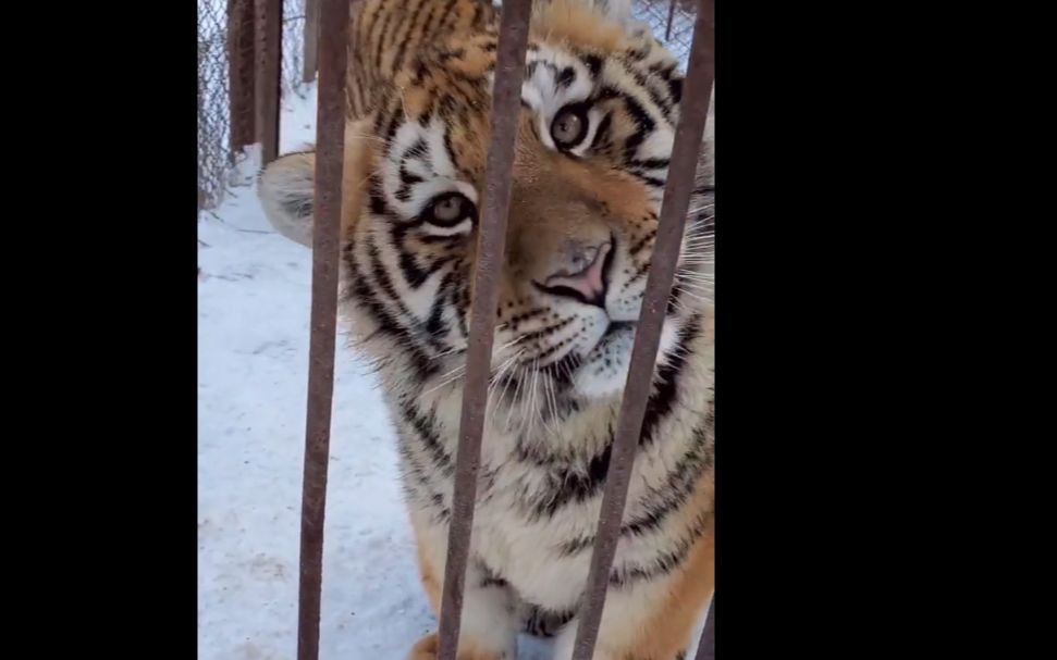 [图]大猫猫能有什么坏心眼呢