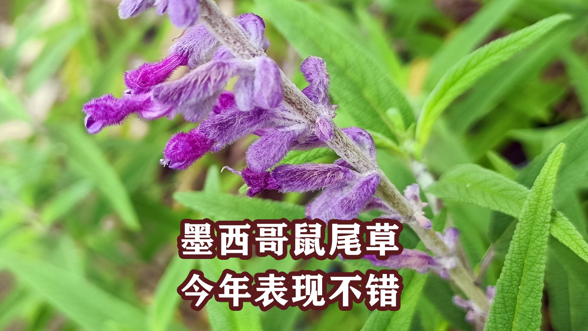 墨西哥鼠尾草:生长快、分枝多、花量大哔哩哔哩bilibili