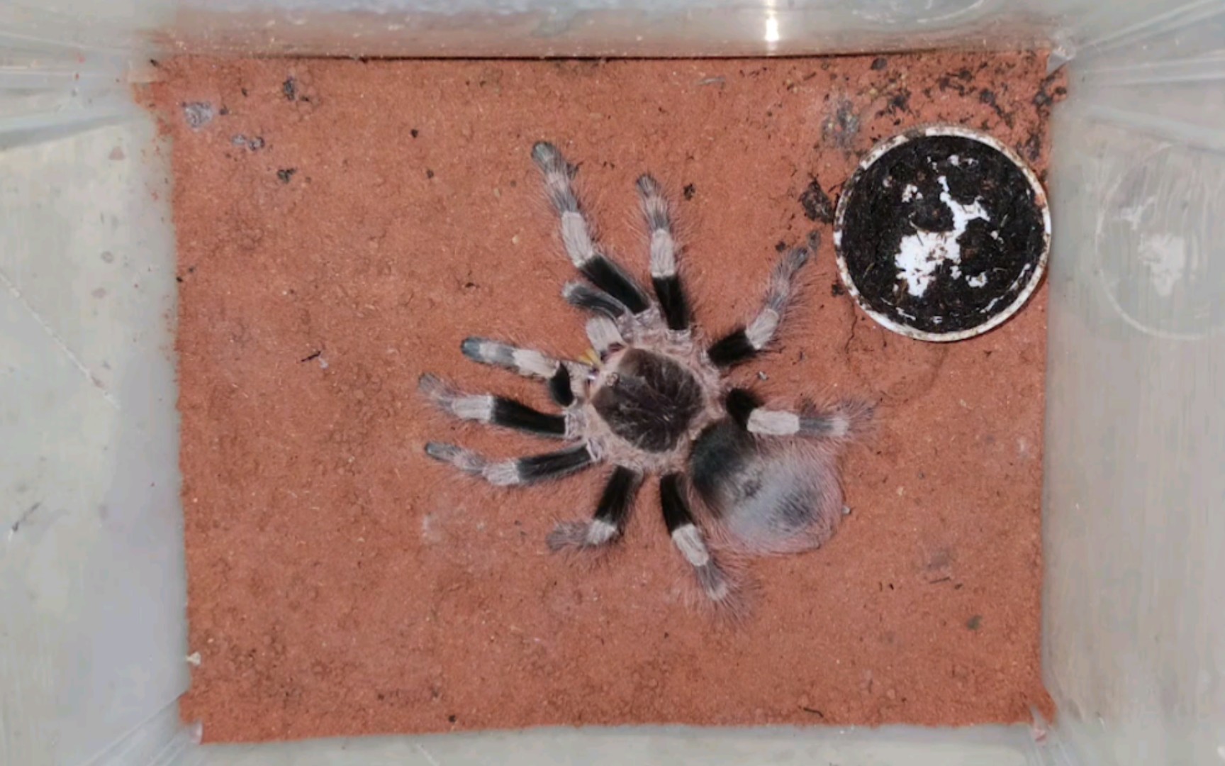 巴西黑白脚捕食