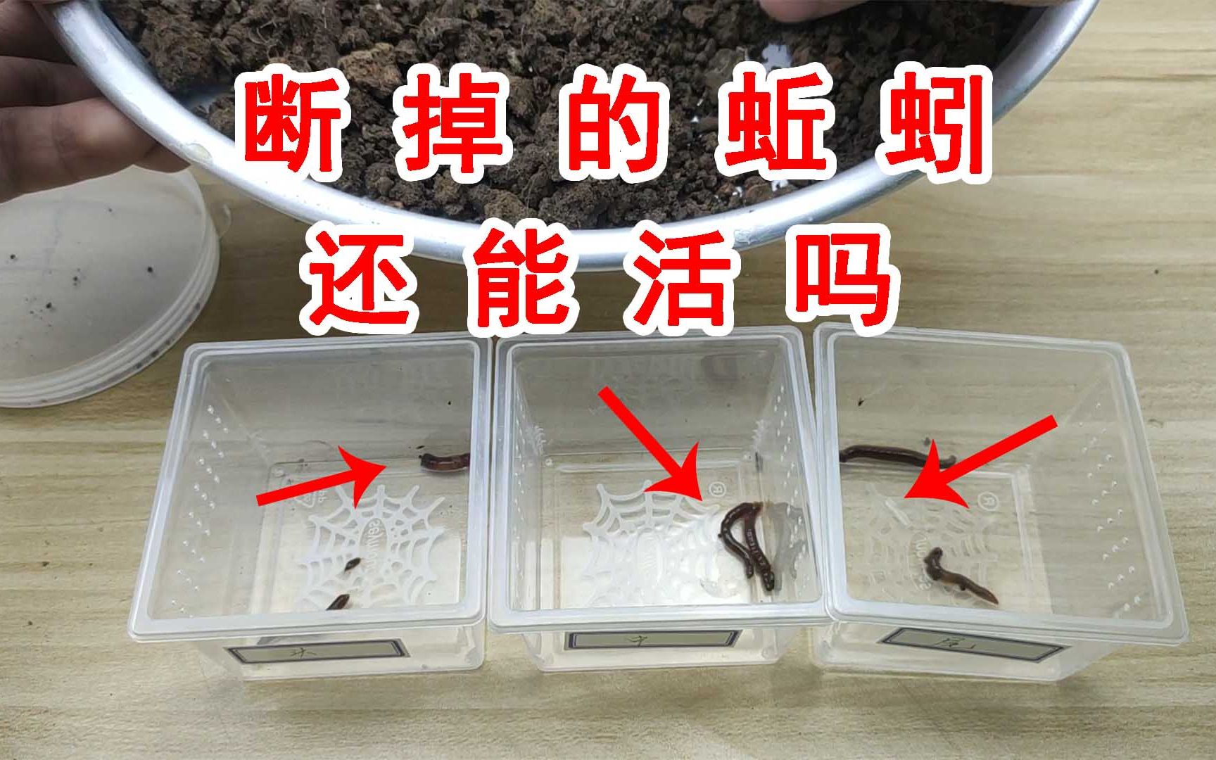 断成三段的蚯蚓还能存活吗?实验结果颠覆你的认知!哔哩哔哩bilibili