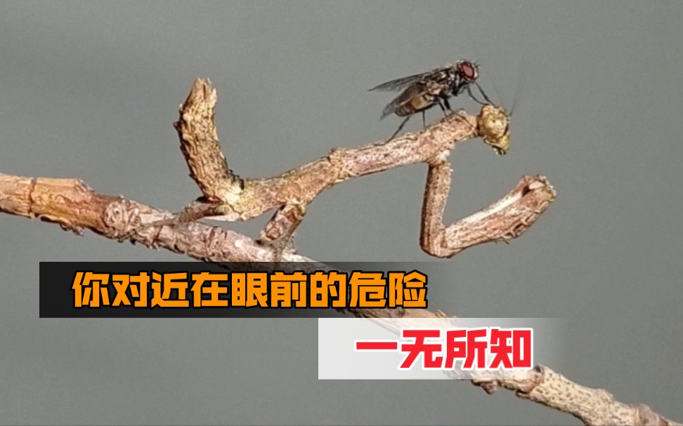 [图]枯木狙击手！ 老6杀招 从不失手