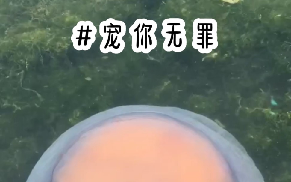 宠你无罪#言情哔哩哔哩bilibili