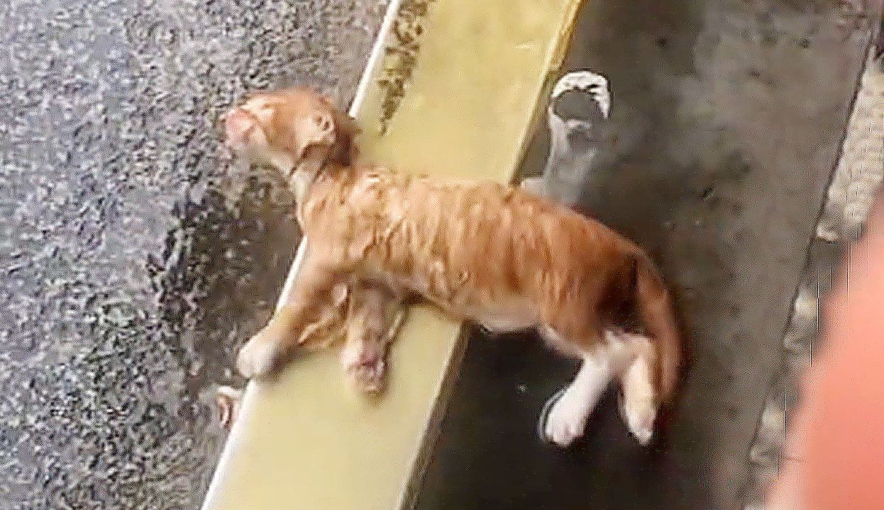 [图]小奶猫暴雨中被积水淹没，熟食店老板冒雨救起, 养一段时间后变化太大了，竟是一只宝藏橘猫！