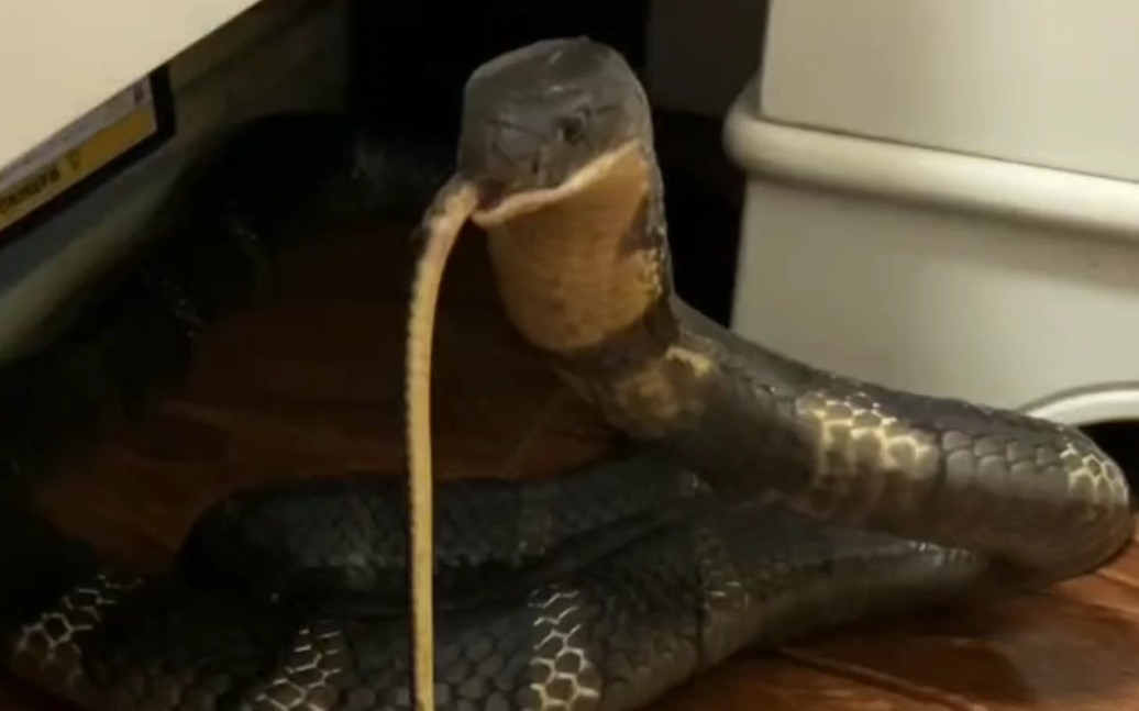 眼镜王蛇吃蛇的姿势太霸气了,对着镜头突然袭击!