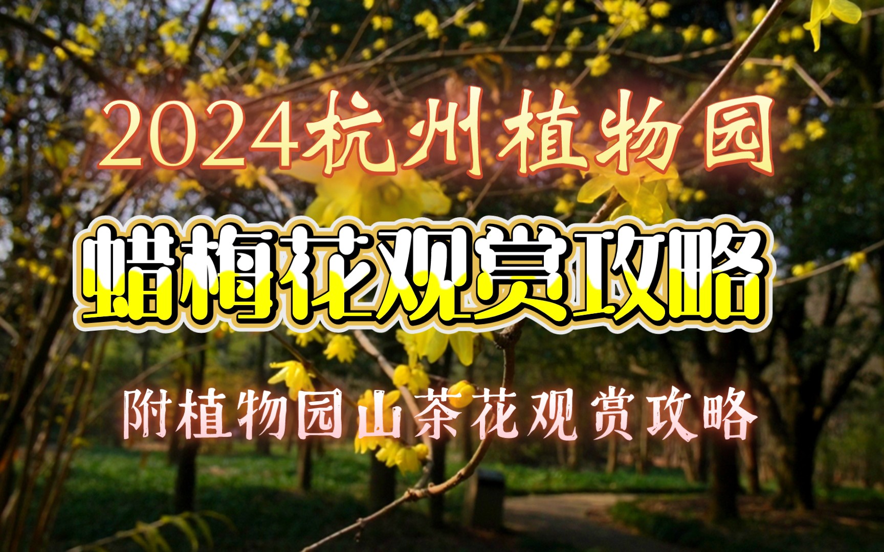 2024杭州植物园蜡梅花观赏攻略附杭州植物园木兰山茶园山茶花开放情况