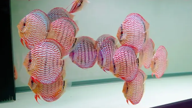 三友斋七彩神仙鱼