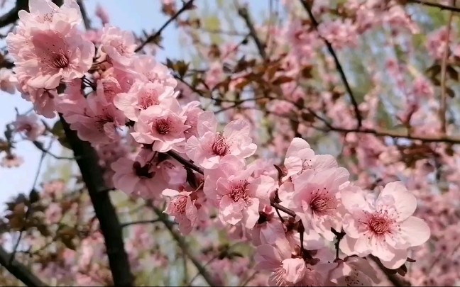 盛花期的垂枝海棠 公园里的花 紫丁香 紫叶矮樱 紫叶李 美人梅哔哩哔哩bilibili