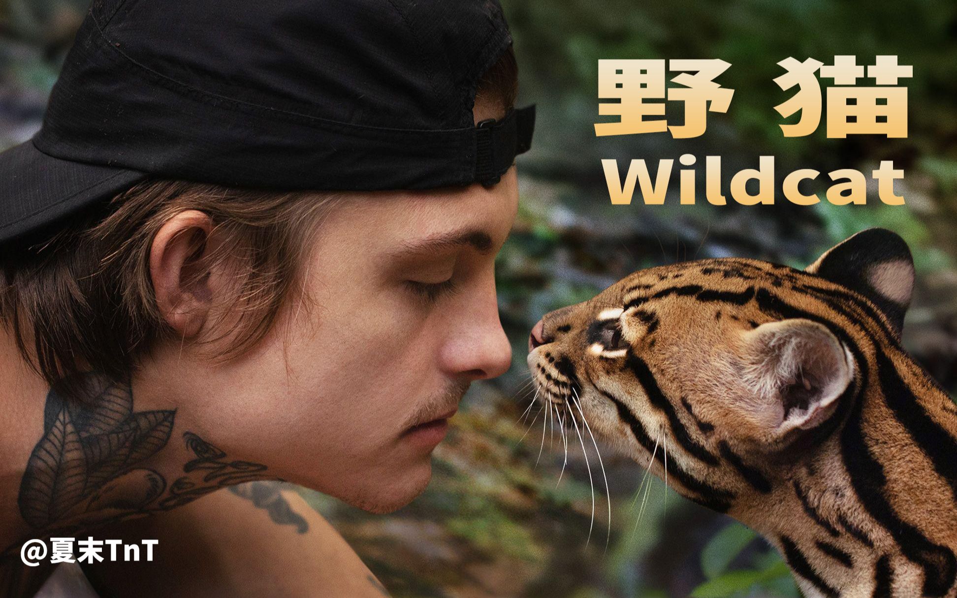 [图]【纪录片】《野猫 Wildcat》中英双语字幕