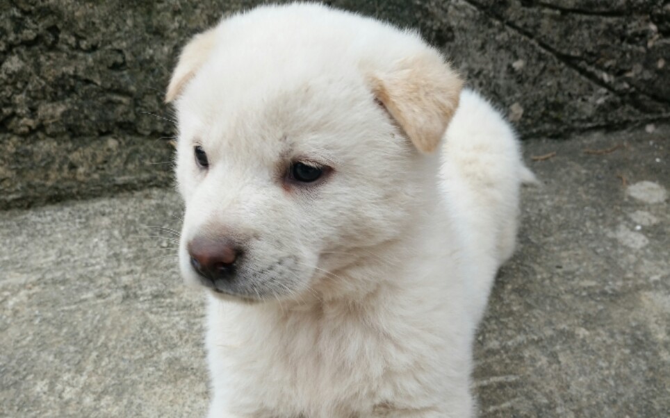 笔尾灰田园犬白色图片