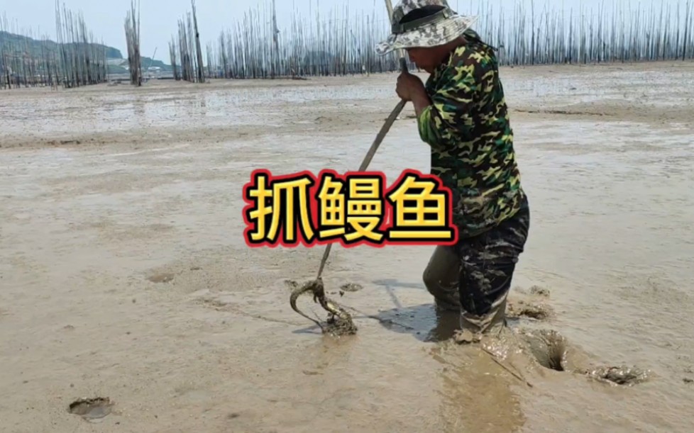 今天用祖传的赶海神器在自家门口抓鳗鱼,你们有见过视频中的工具么?