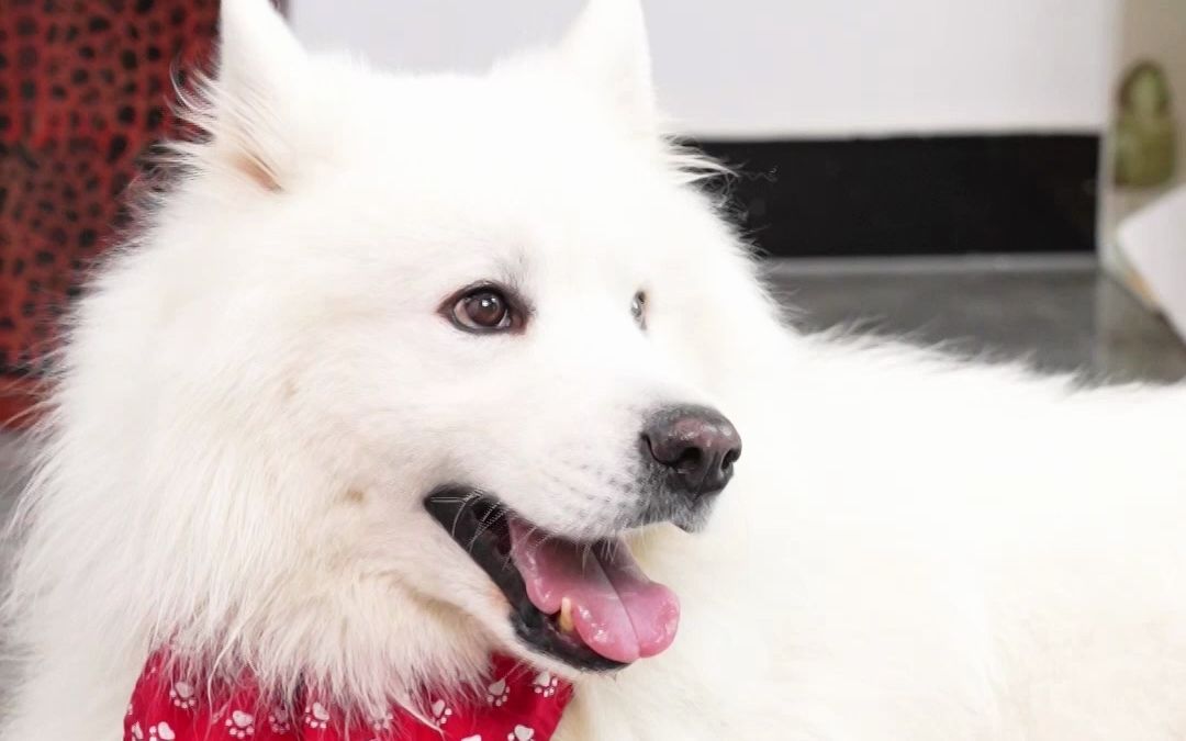 养狗的不骗养狗的,想要狗狗毛发浓密顺滑就得吃喜孚小金鱼鱼油!