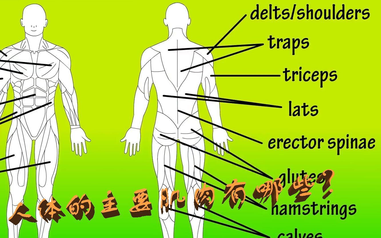人体主要的肌肉群有哪些?哔哩哔哩bilibili