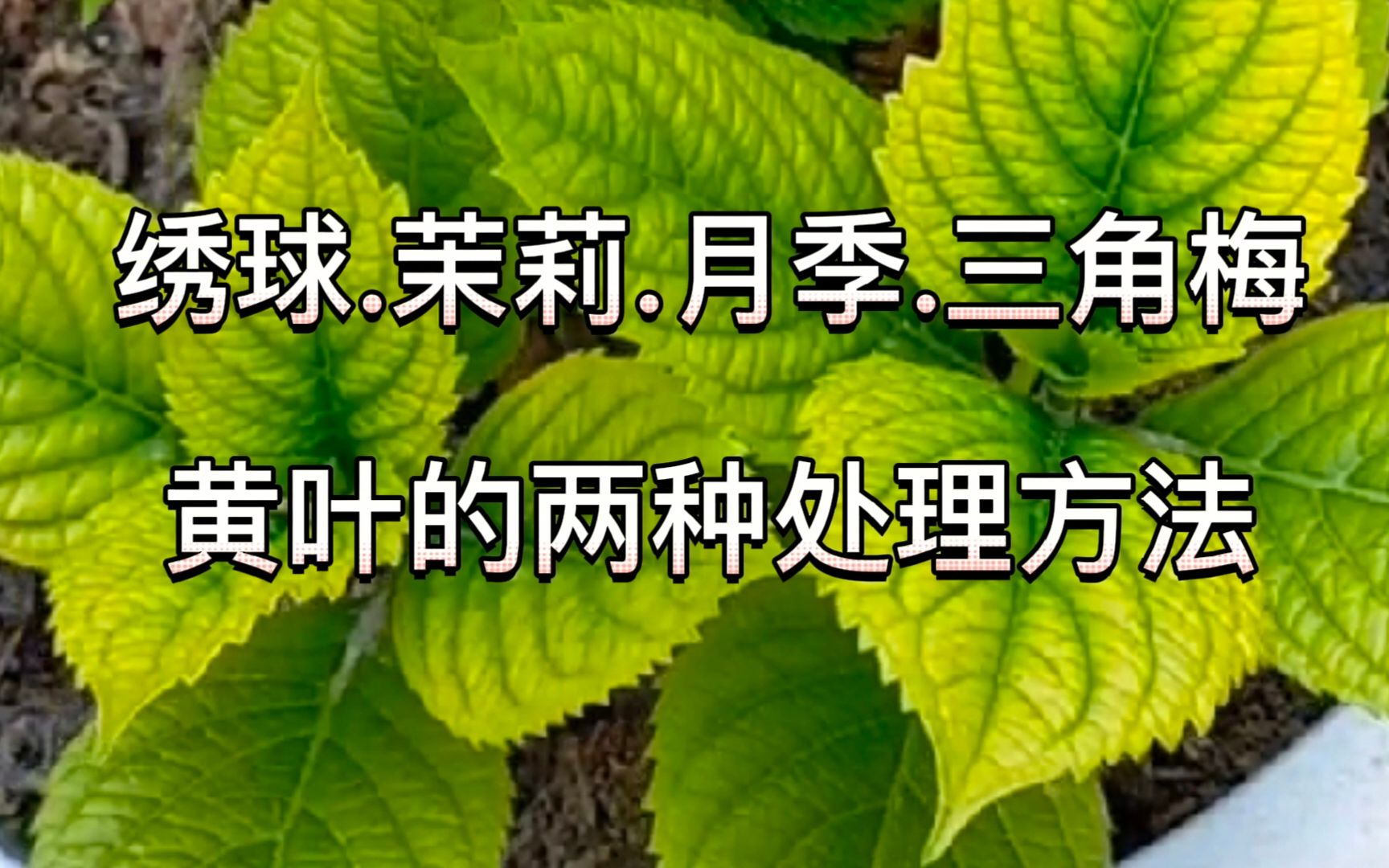 [图]绣球花黄叶处理的对比结果来了，这两种方法的效果都特别明显！