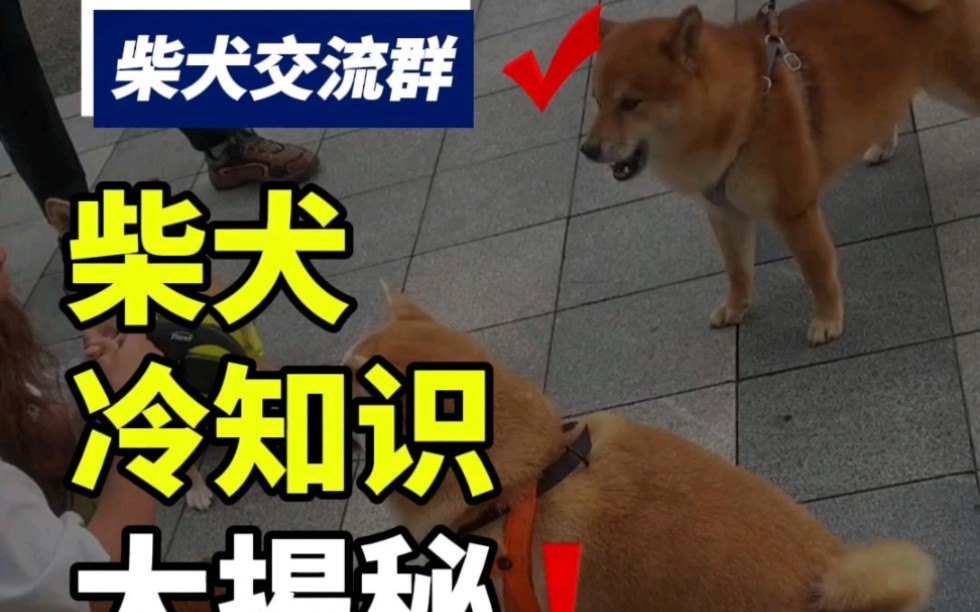 第六十二集丨柴犬冷知识大揭秘!你家柴犬也是这样的吗?#柴犬 #柴犬交流 #柴犬交流群 #柴犬群 #宠物交流群哔哩哔哩bilibili