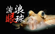 比目鱼：这是鱼形的扭曲 还是环境的沦丧