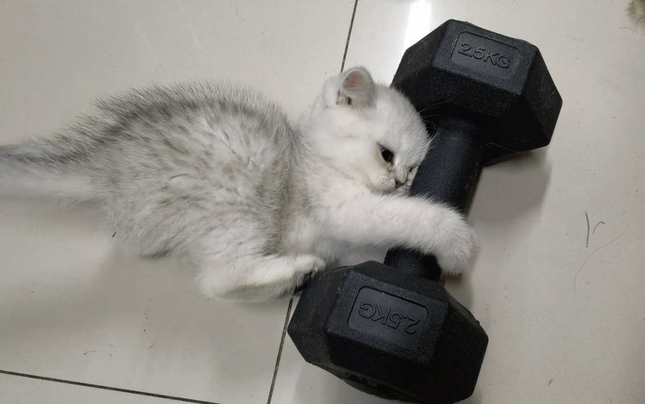 奶猫玩哑铃