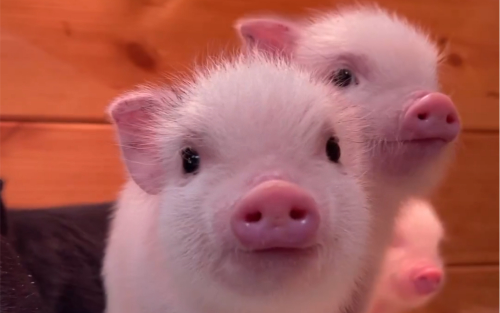 满脸好奇的猪宝宝