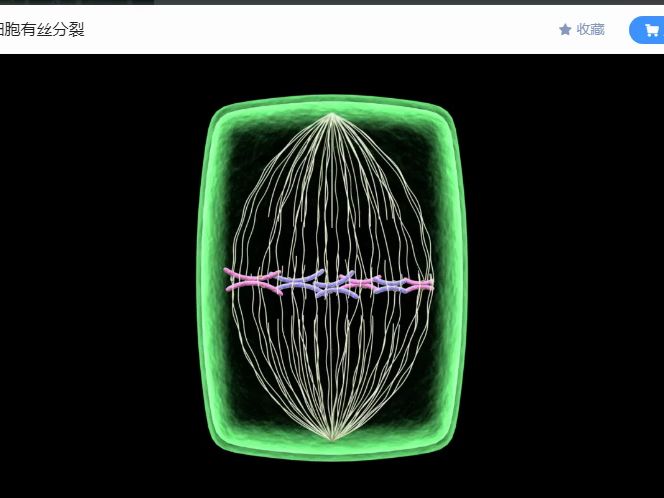 植物细胞的有丝分裂哔哩哔哩bilibili