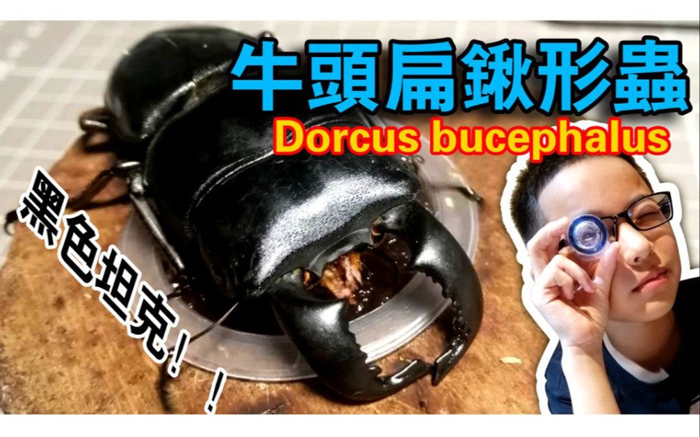 [甲虫]牛头扁锹形虫