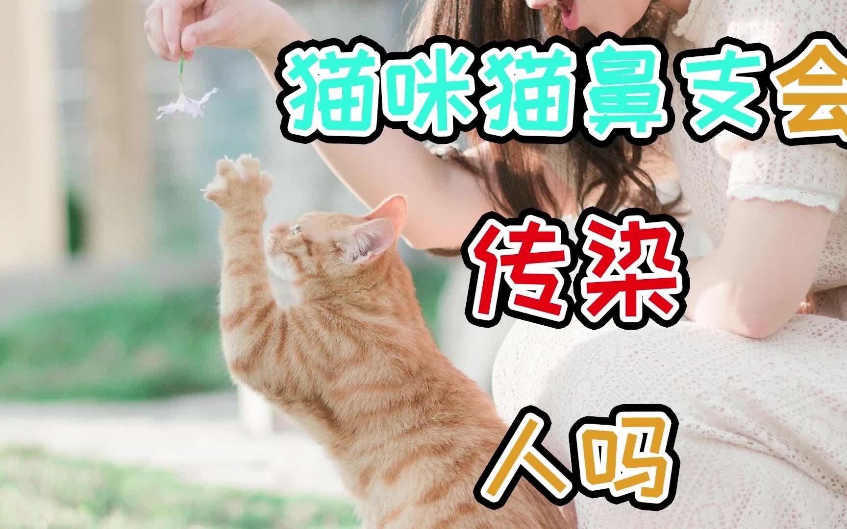 猫咪猫鼻支会传染人吗哔哩哔哩bilibili