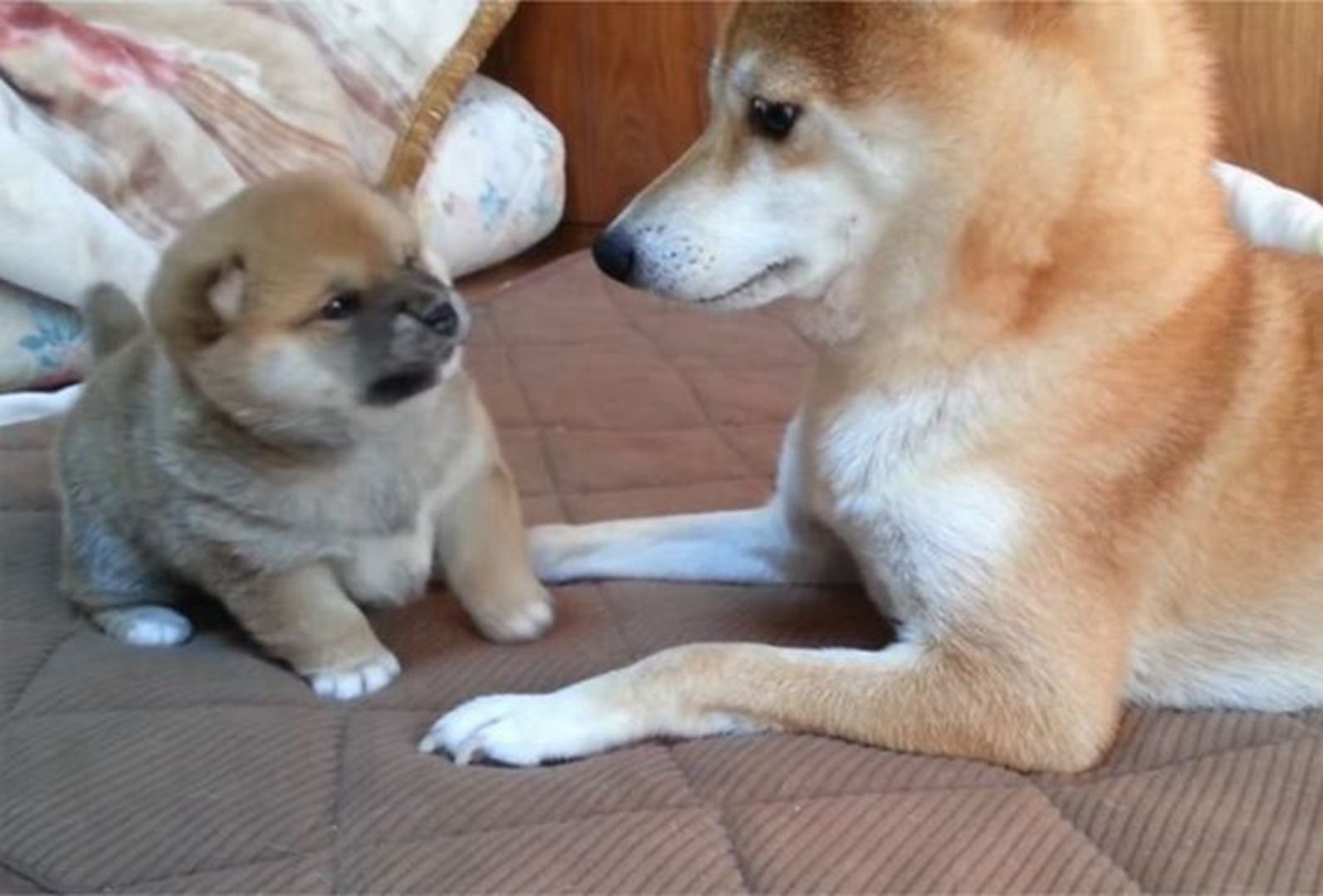 主人抱回家一只小奶狗,把柴犬气的直转圈,真是看一次笑一次!