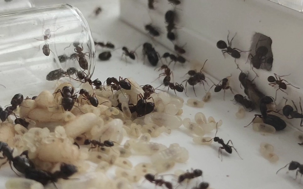 瑕疵弓背蚁 换巢 喂食