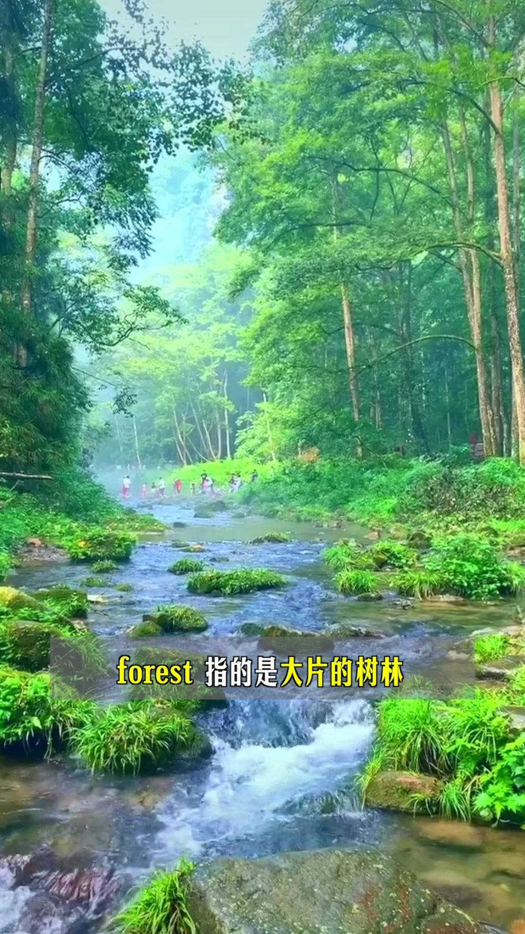 [图]美景来了！学习forest和jungle的区别