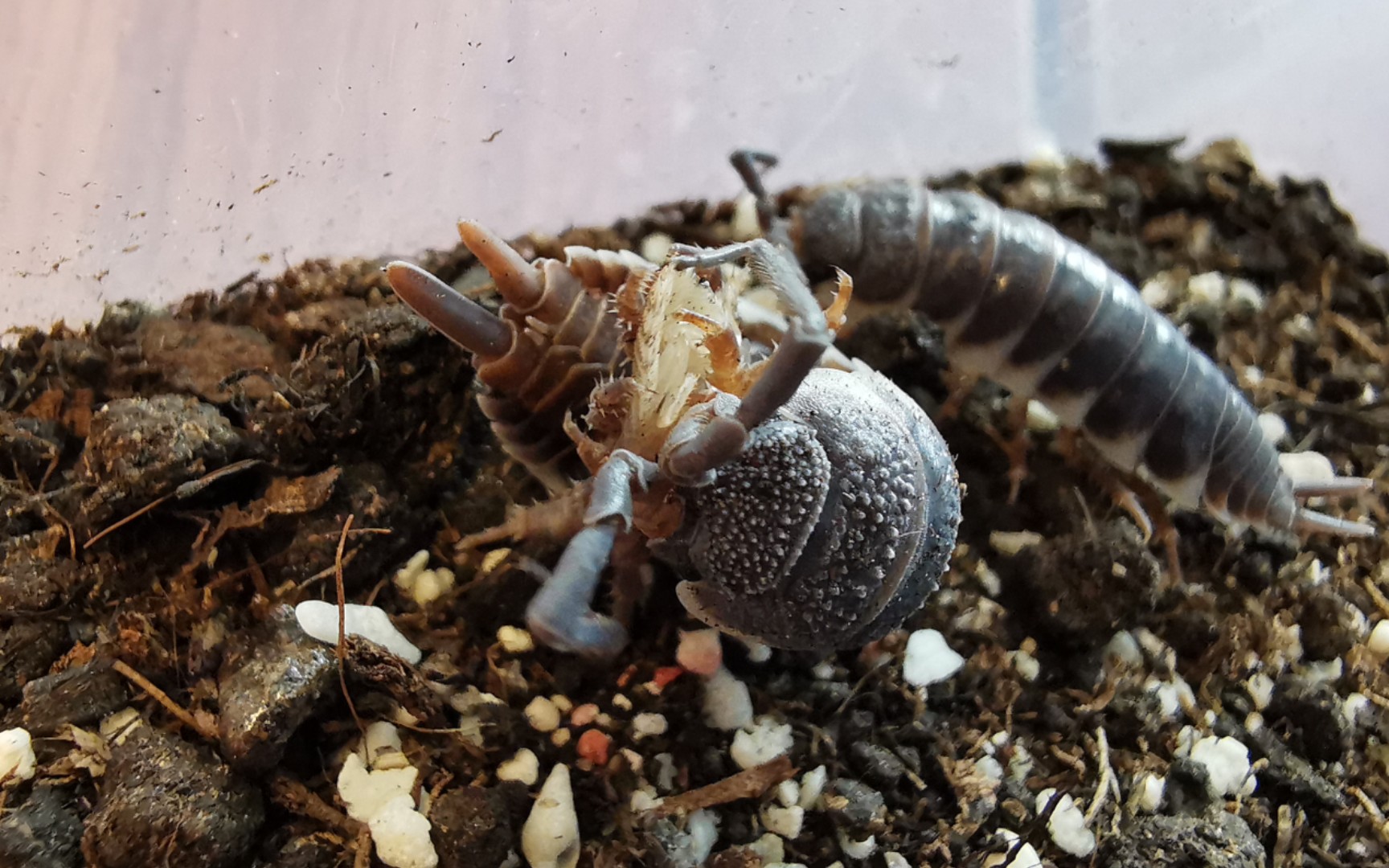 荒漠巨人鼠妇捕食杜比亚