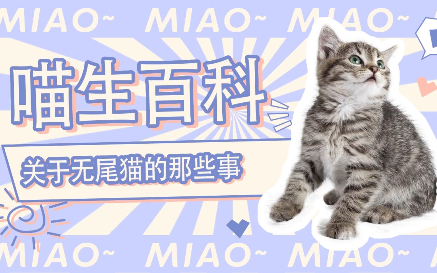 #马恩岛猫 我天生没有尾巴怎么了,碍你事了吗?哔哩哔哩bilibili