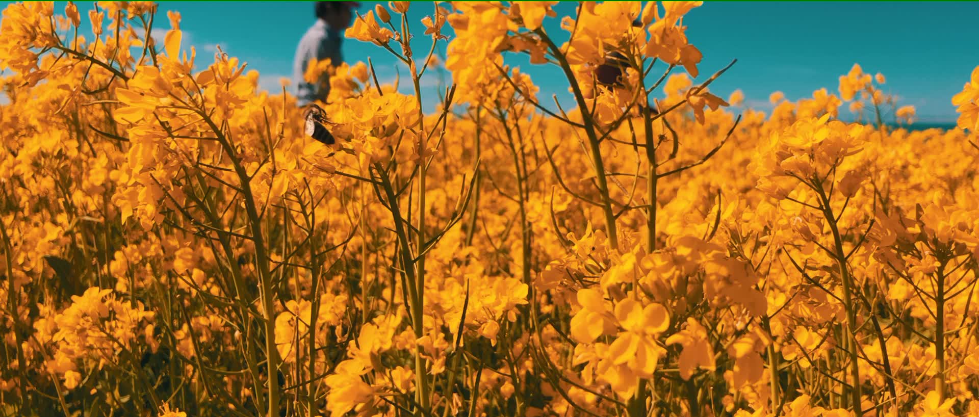 风景片段(后续整合)