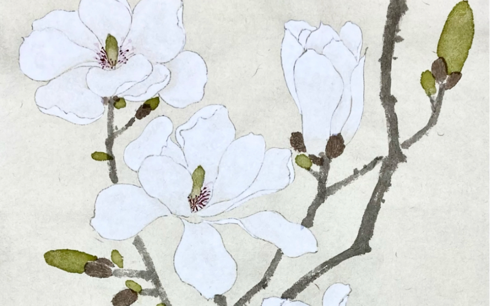 国画白描【玉兰花】