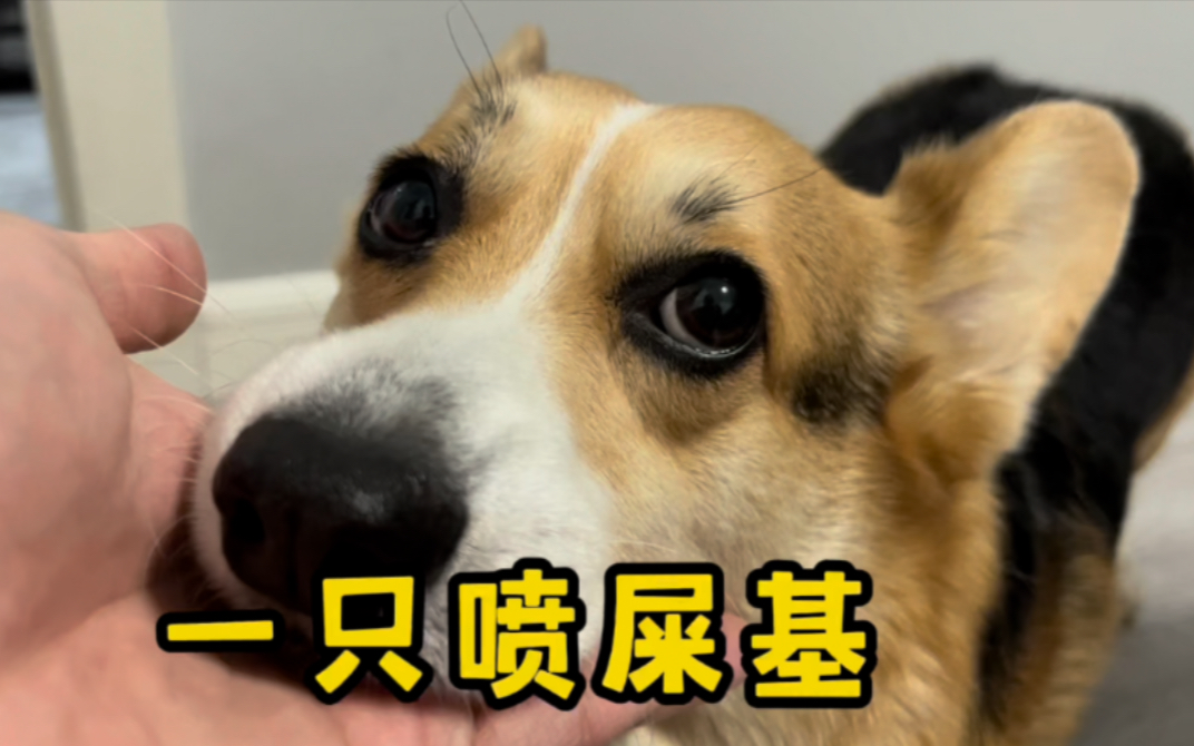 活动作品柯基我喷屎这事别往外说丢脸