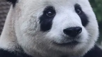 终于去了大连熊猫馆看我最爱的大熊猫飞云,，有一说一现场的人是真的多
