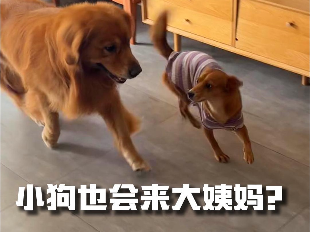 不会吧不会吧!不会有人不知道小狗也会来大姨妈吧!