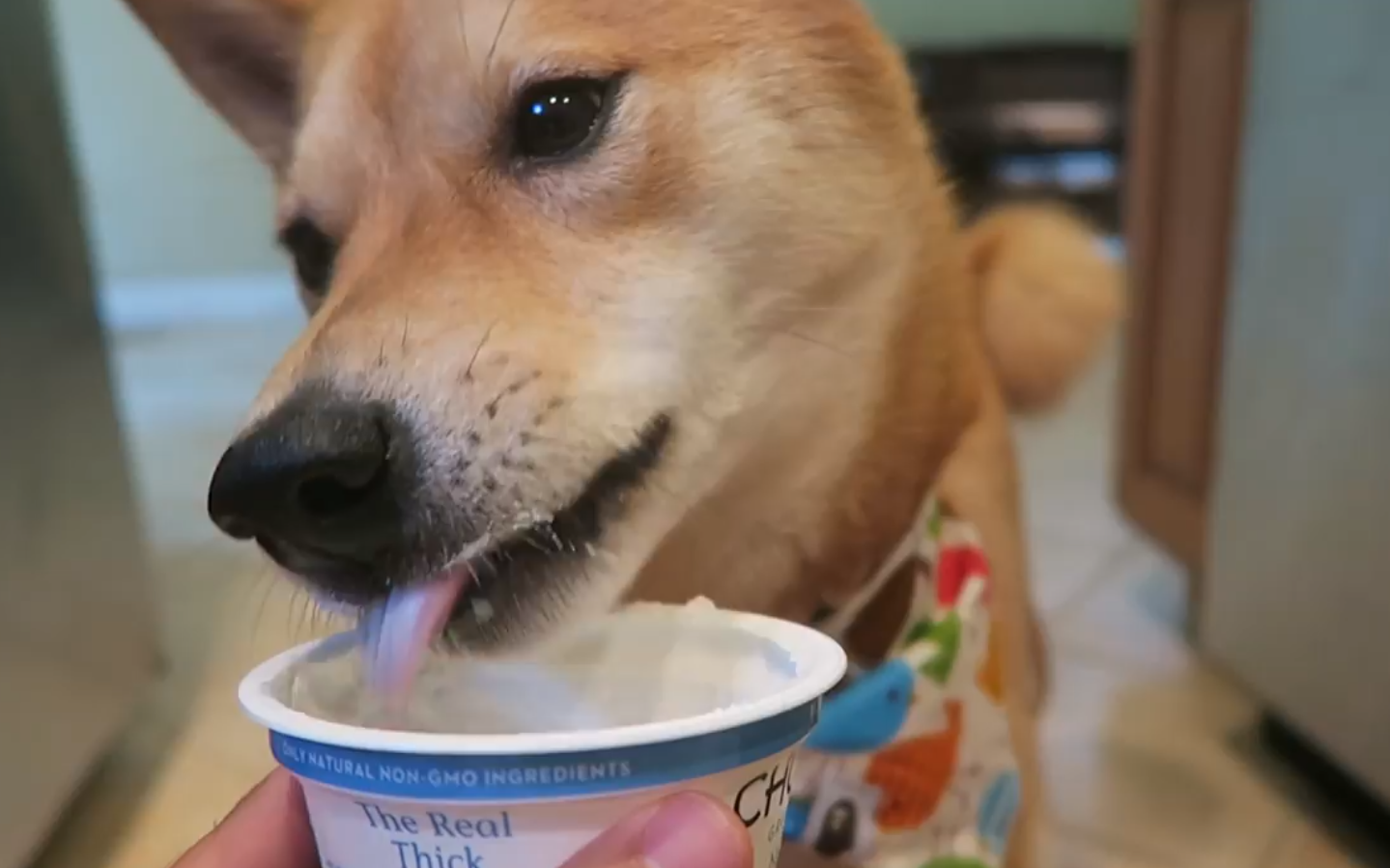 小柴柴教你正确的舔瓶盖方法