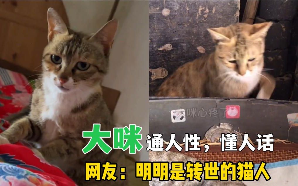 全网最操心的猫大咪,除了干好本职工作,还得服务好铲屎官哔哩哔哩bilibili