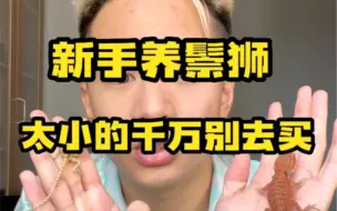 Tải video: 新手养鬃狮太小的千万别去买