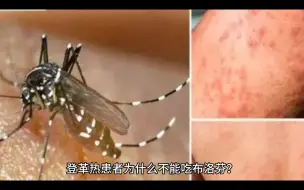 Tải video: 登革热患者为什么不能吃布洛芬？