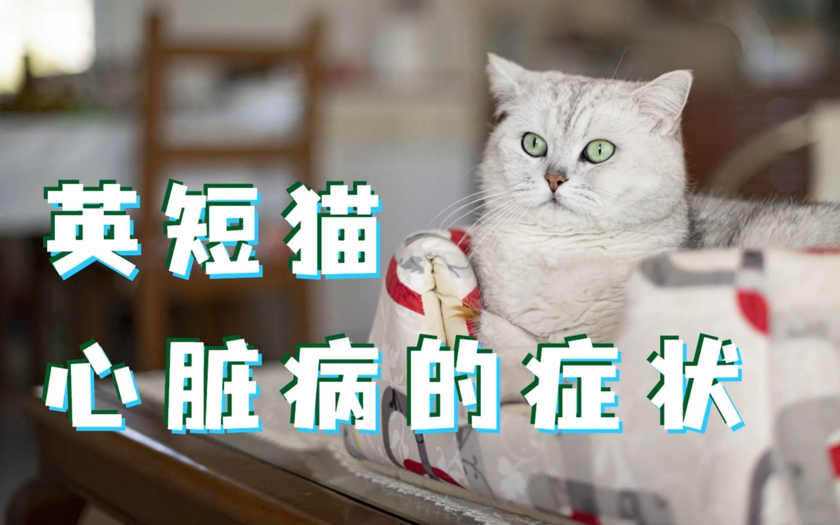 英短猫心脏病的症状,你都知道吗?哔哩哔哩bilibili