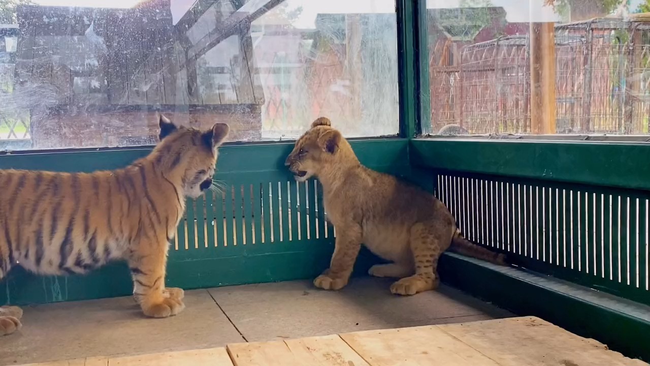 来自小老虎和小狮子之间的较量,谁才是猛兽界未来的霸主呢?