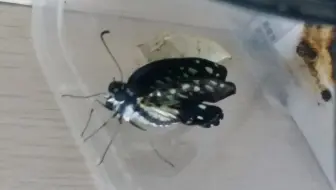 蝴蝶 碧凤蝶羽化过程十倍速 哔哩哔哩 Bilibili 蝴蝶 碧凤蝶羽化过程十倍速 哔哩哔哩 Bilibili