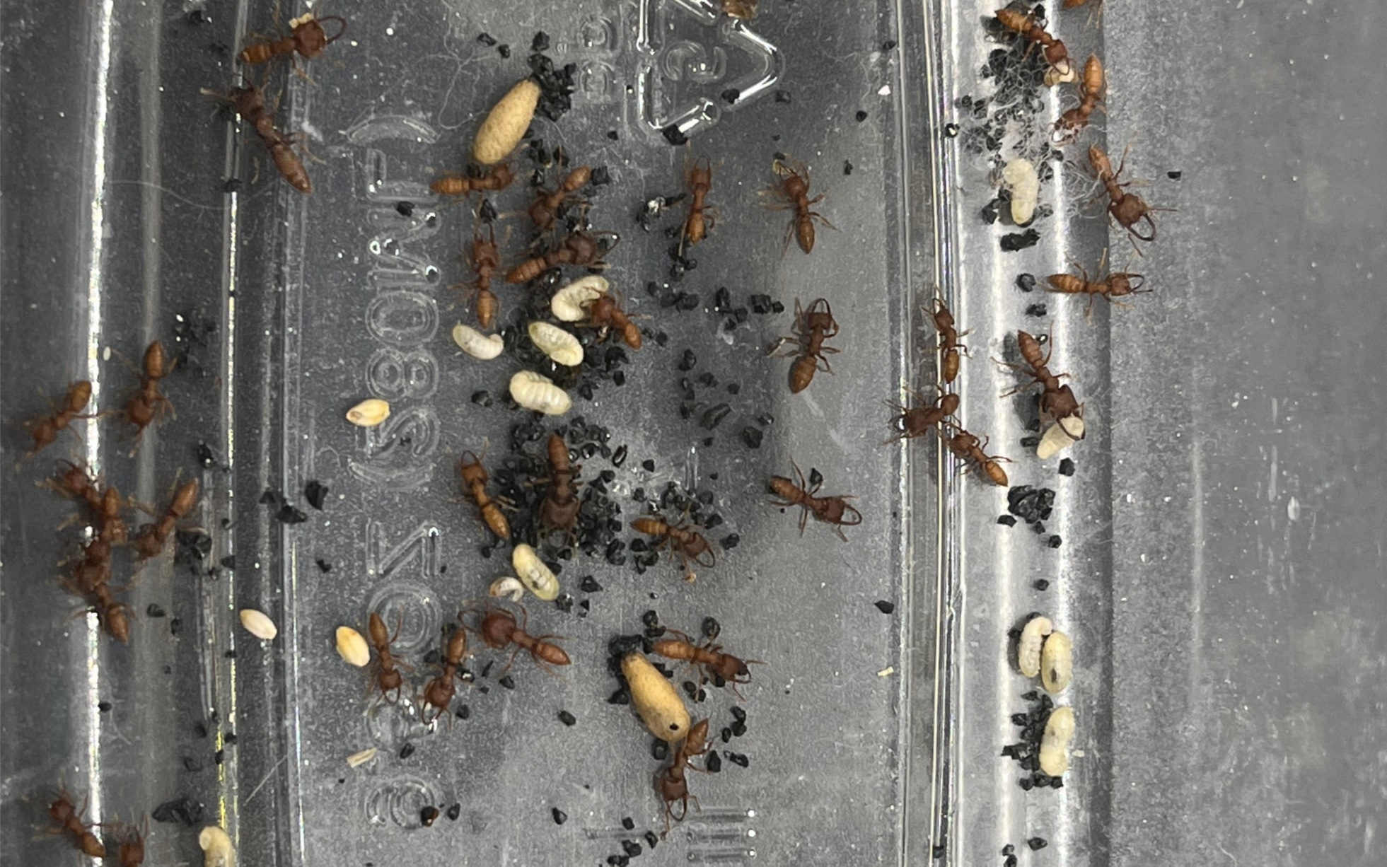 九万七的小眼迷猛蚁(卡米拉)(mystrium camillae)饲养教程_哔哩哔哩