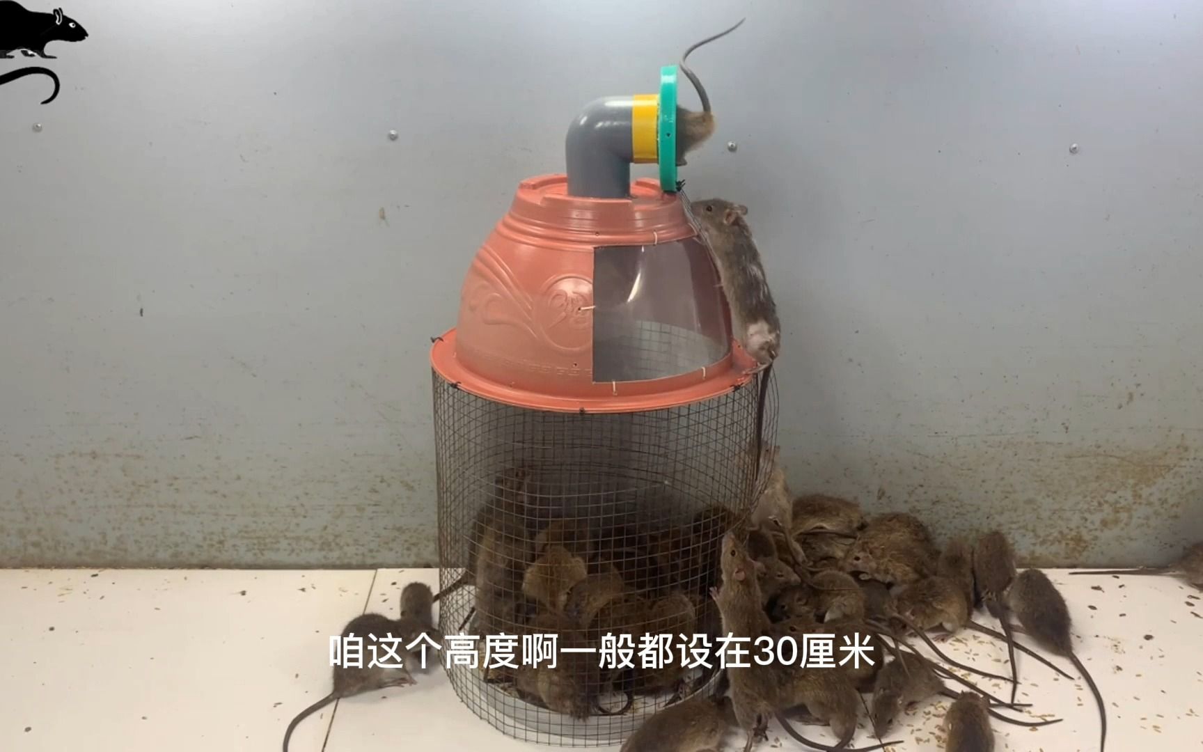 [图]脑洞大开，用常见材料简易制作的捕鼠神器，效果出乎意料无毒无害