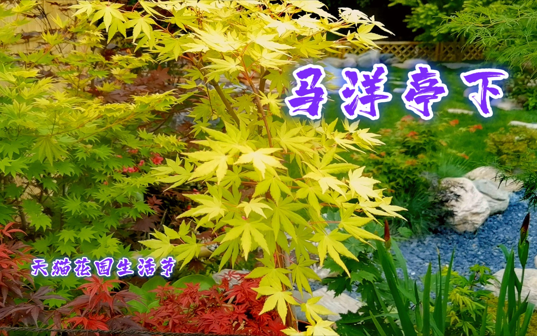 【天猫花园生活节】马洋亭下.哔哩哔哩bilibili