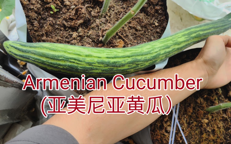 亚美尼亚黄瓜(Armenian Cucumber)条纹款哔哩哔哩bilibili